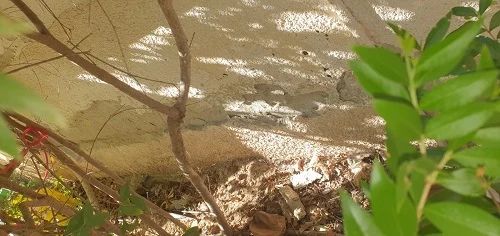 קילוף טיח חיצוני בבסיס קיר סמוך לחצר עקב רטיבות ושיפוע שלילי