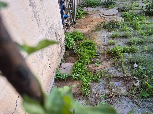 צמחייה ירוקה חריגה ליד צנרת מים חיצונית ושעוני מים בבניין